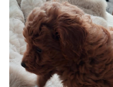 Spoodle – Nelson Bay