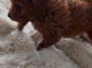 Spoodle – Nelson Bay