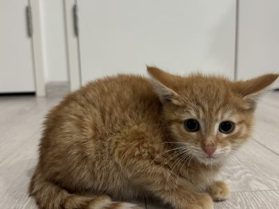 British Shorthair – Rouse Hill