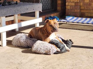 English Bull Terrier – Toowoomba