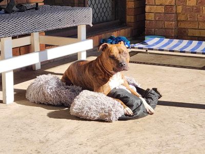 English Bull Terrier – Toowoomba