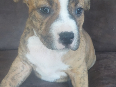 American Staffordshire Bull Terrier – Goulburn