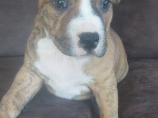 American Staffordshire Bull Terrier – Goulburn