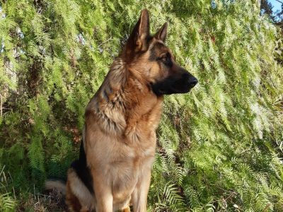 German Shepherd – Sellicks Beach