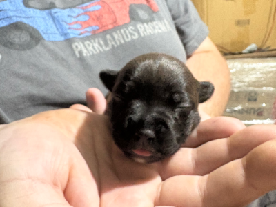 Staffordshire Bull Terrier – Munruben