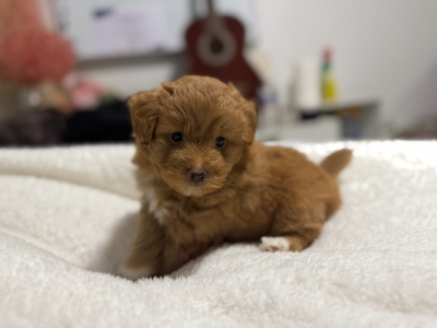 Other Dogs – Glenwood