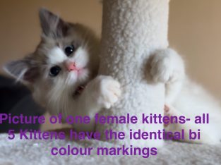 Ragdoll – Shepparton