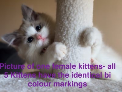 Ragdoll – Shepparton