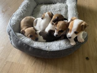 Tenterfield terrier – Kyogle