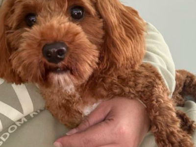 Toy Cavoodle – Oran Park