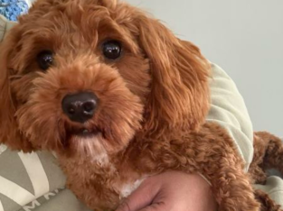 Toy Cavoodle – Oran Park