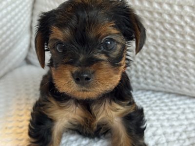 Yorkshire Terrier – Little Nobles Yorkshire terriers