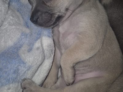 Chihuahua – Heathmont