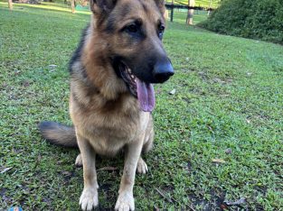 German Shepherd – Tallai