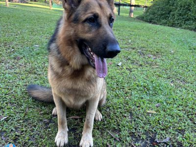 German Shepherd – Tallai