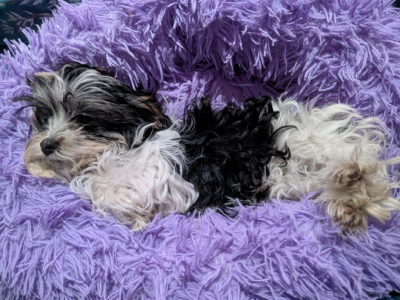 Small Dogs – Caroline Springs