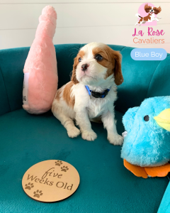 Cavalier King Charles Spaniel – Mornington Peninsula