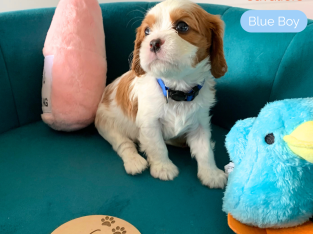 Cavalier King Charles Spaniel – Mornington Peninsula