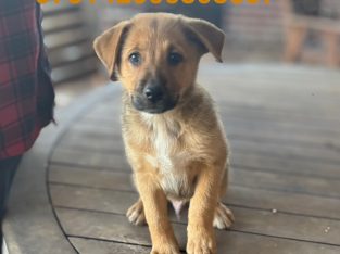 Border Collie – Jessica White