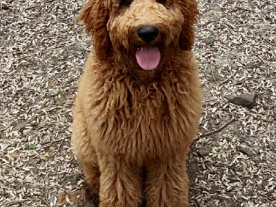 Groodle – Jondaryan