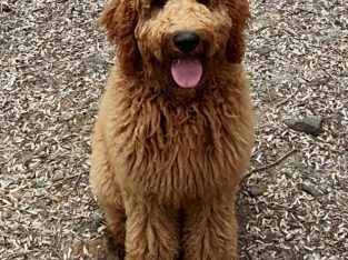 Groodle – Jondaryan