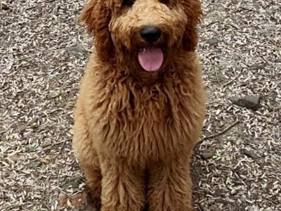 Groodle – Jondaryan