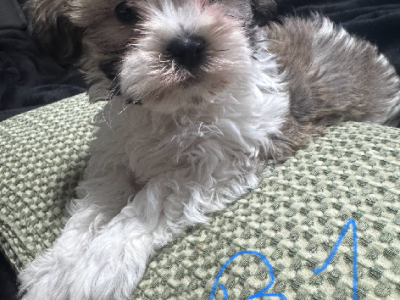 Maltese Shih Tzu – Morayfield