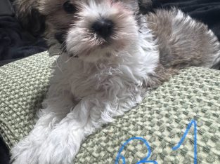 Maltese Shih Tzu – Morayfield