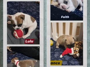 French Bulldog – Casino