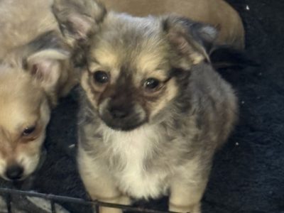 Chihuahua – Upper Coomera