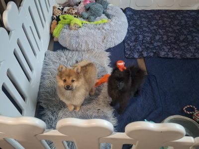 Pomeranian – Armstrong Creek