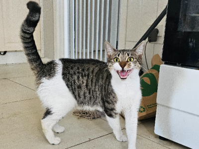 Domestic Short Hair (DSH) – Saint Marys