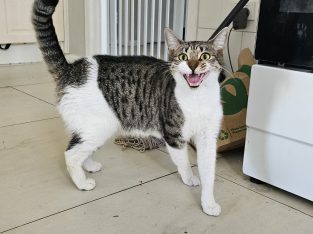 Domestic Short Hair (DSH) – Saint Marys