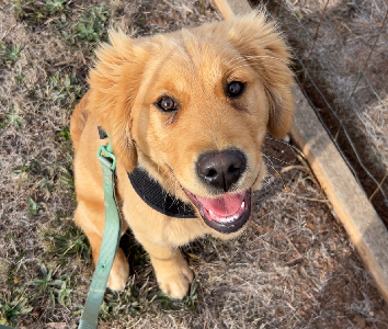 Golden Retriever – Ballarat