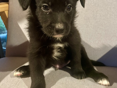 Border Collie Kelpie Cross – Bellbrae