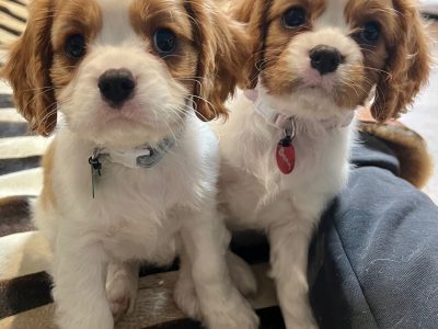 Cavalier King Charles Spaniel – Wandana Heights