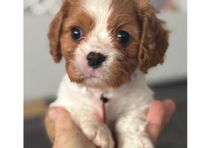 Cavalier King Charles Spaniel – Wandana Heights