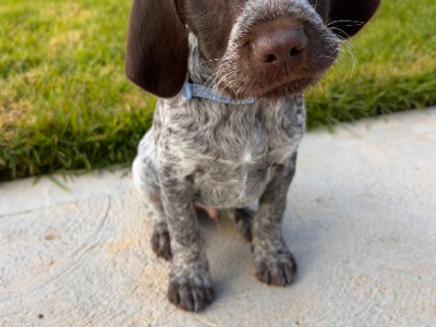 German Shorthaired Pointer – Abby