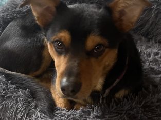 Dog – Harrietville