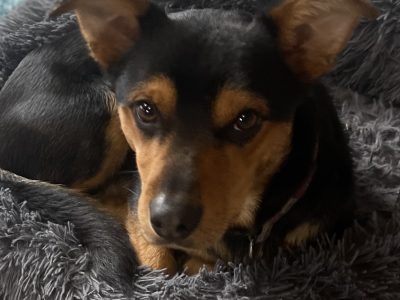 Dog – Harrietville