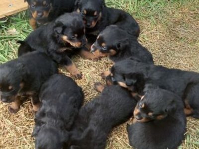 Rottweiler – Darley