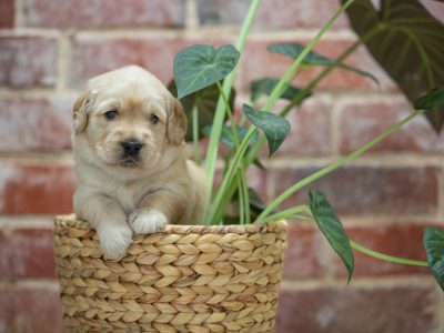 Golden Retriever – Colonel Light Gardens