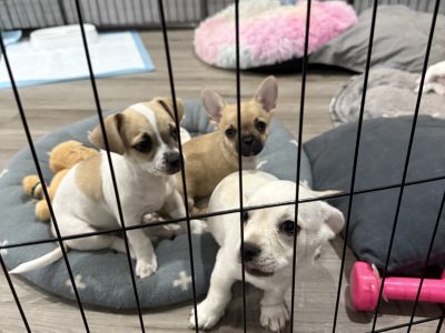 Chihuahua – Nickol