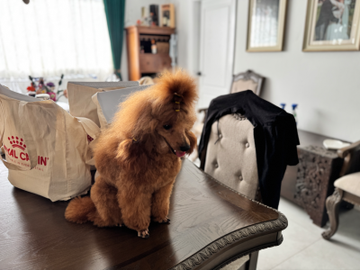 Stud – Wetherill Park