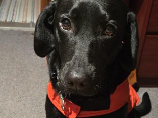 Labrador Retriever – olivia