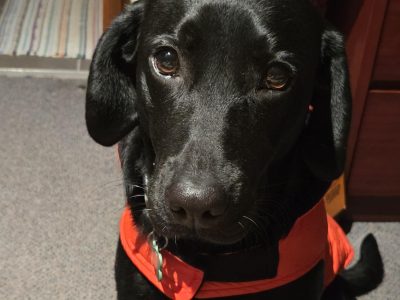 Labrador Retriever – olivia