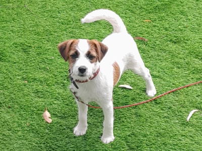 Jack Russell – Morwell