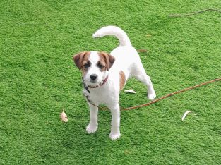 Jack Russell – Morwell