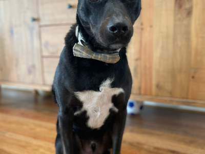 Other Dogs – Tarneit