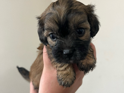 Cavoodle – Yellingbo